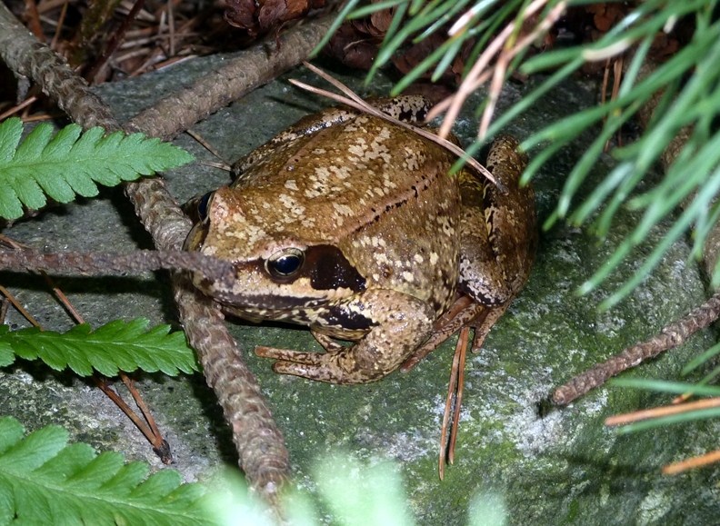 Rana temporaria